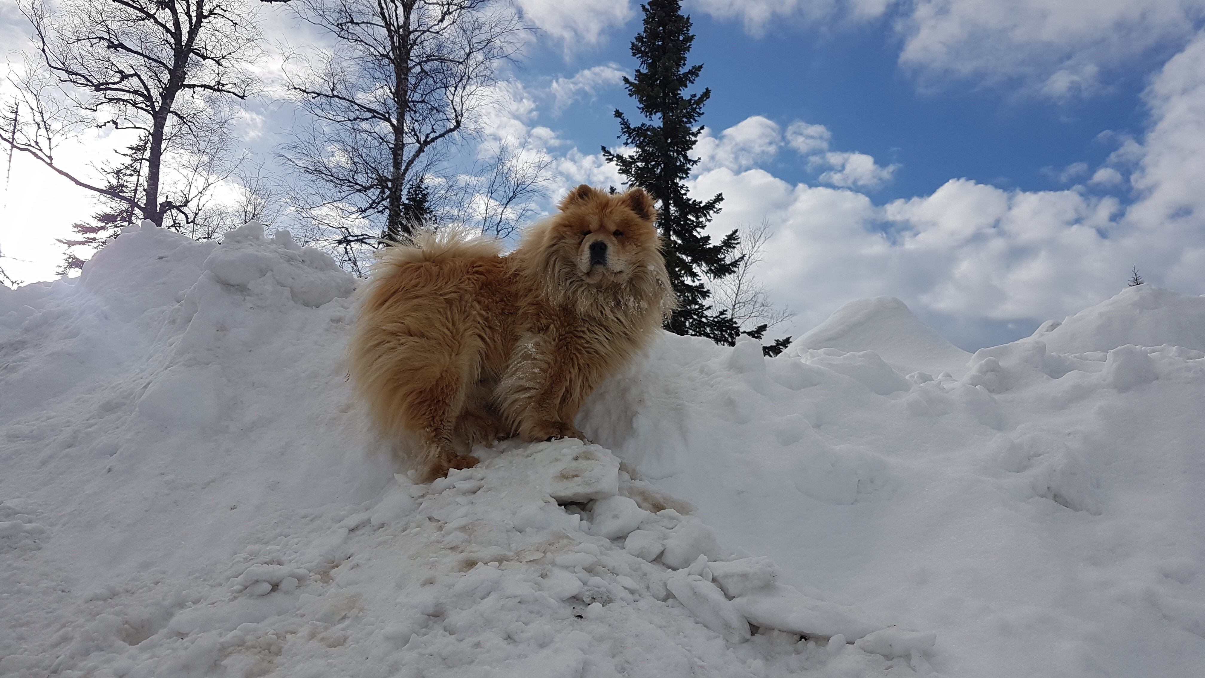 Фото Ice Street 40