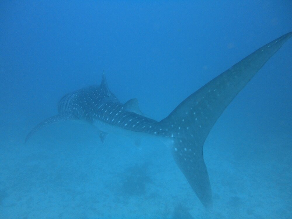 Фото Smera Grand