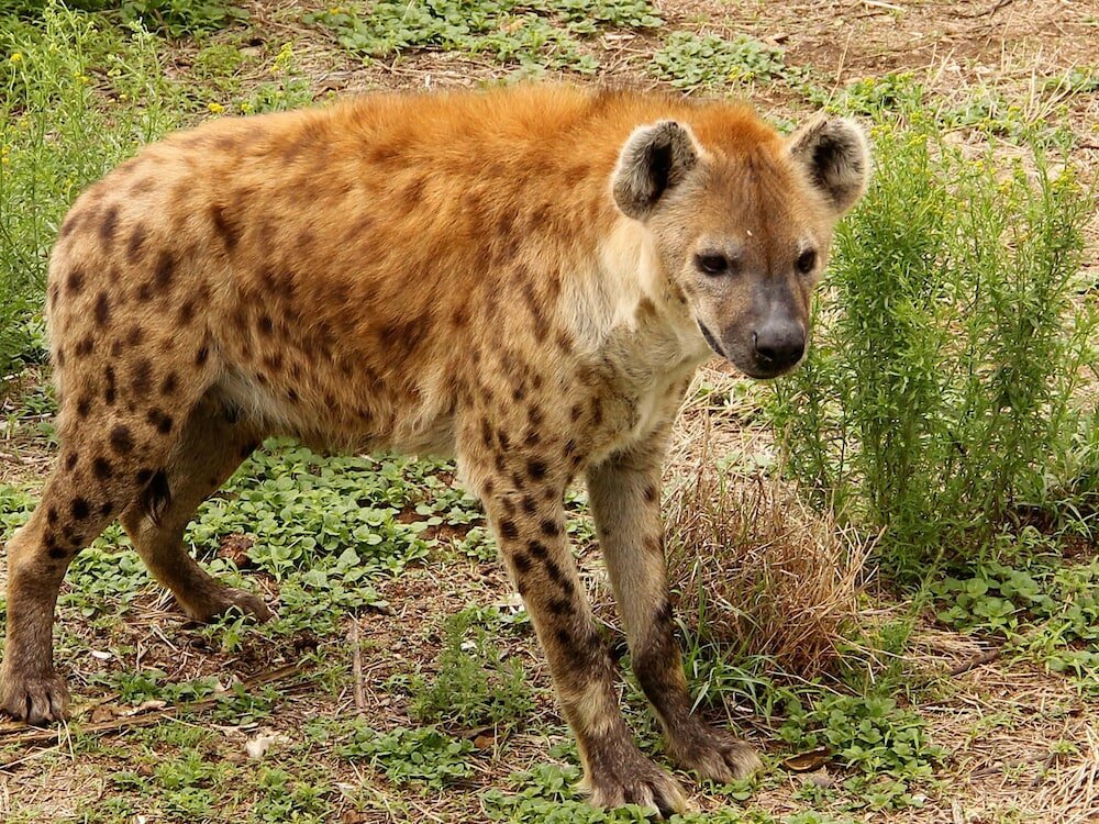 Фото Leopard Lodge