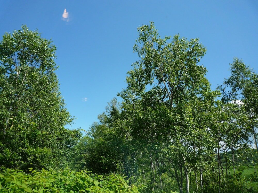 Фото Resort House Niseko First