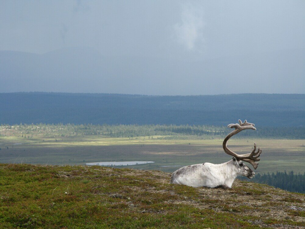 Фото Holiday Home Fjätervålen Fjätstigen