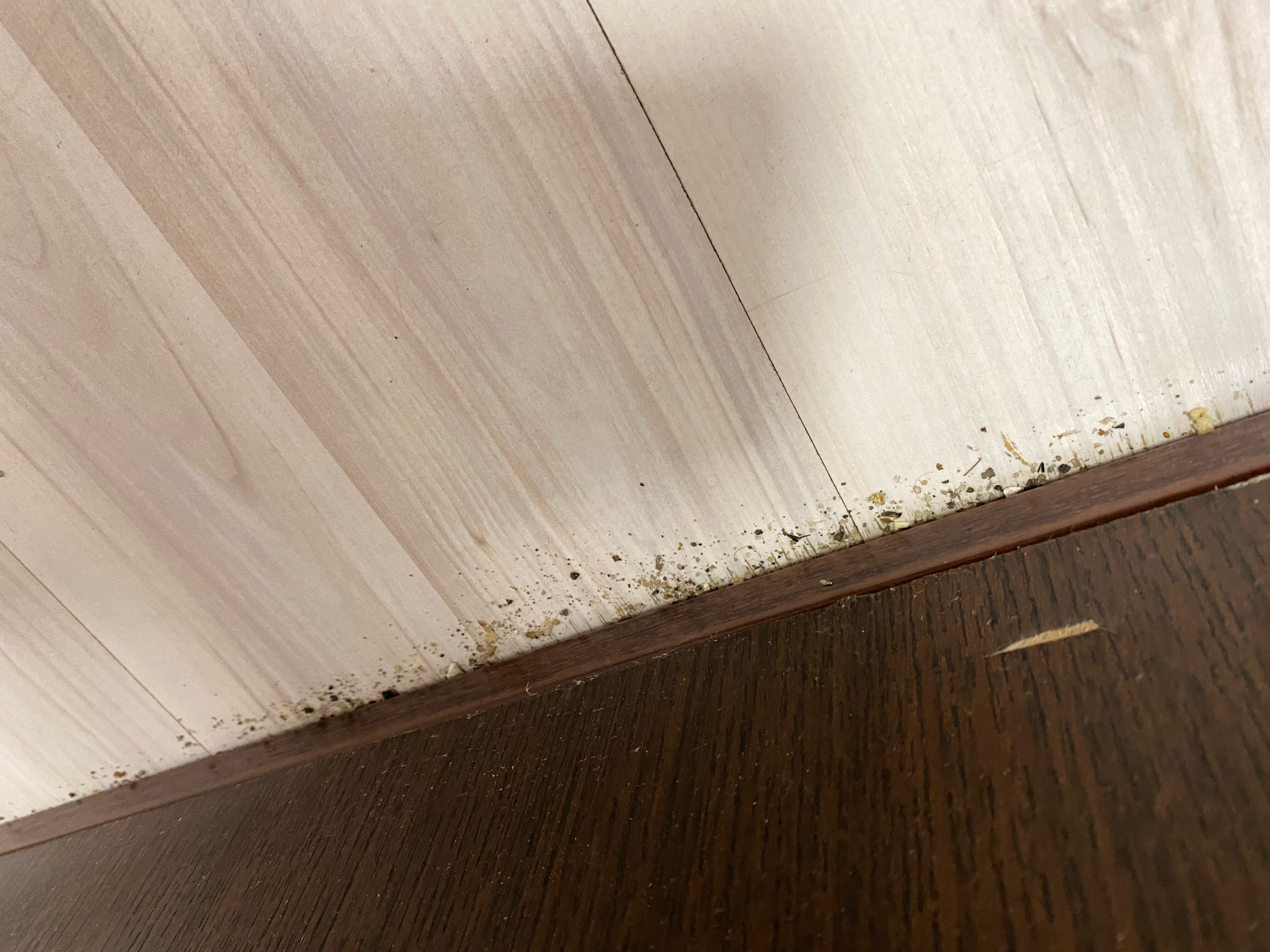 Фото Базилик