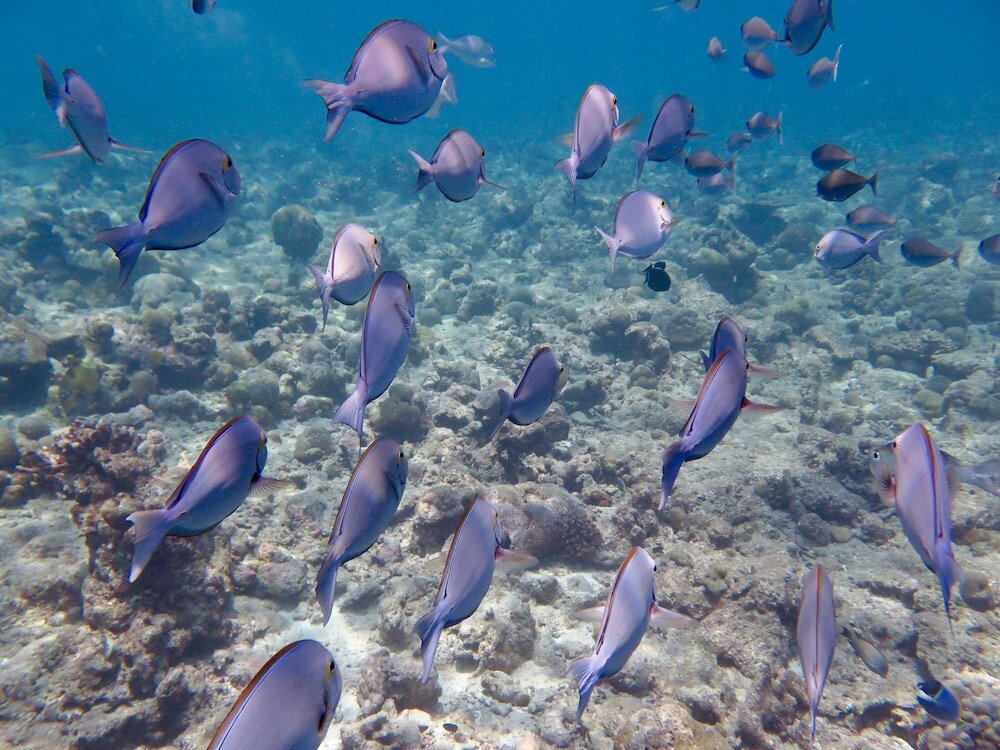 Фото Akasha Beach Maafushi