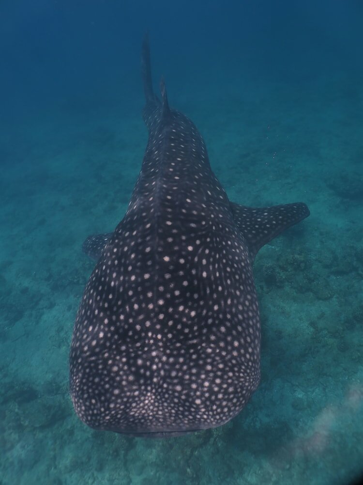 Фото Akasha Beach Maafushi