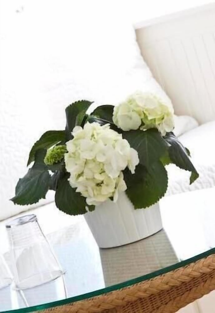 Фото Buchholz Downtown Hotel