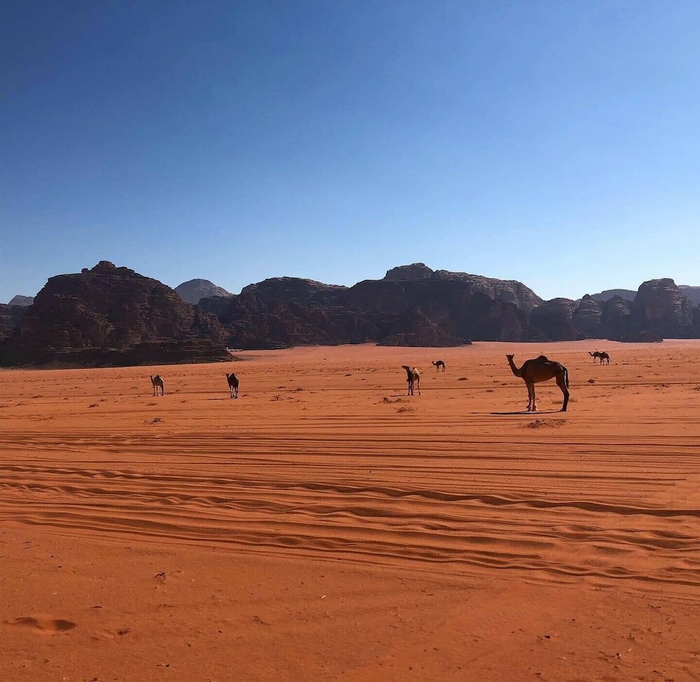 Фото Rashed Awwad Camp With Tour