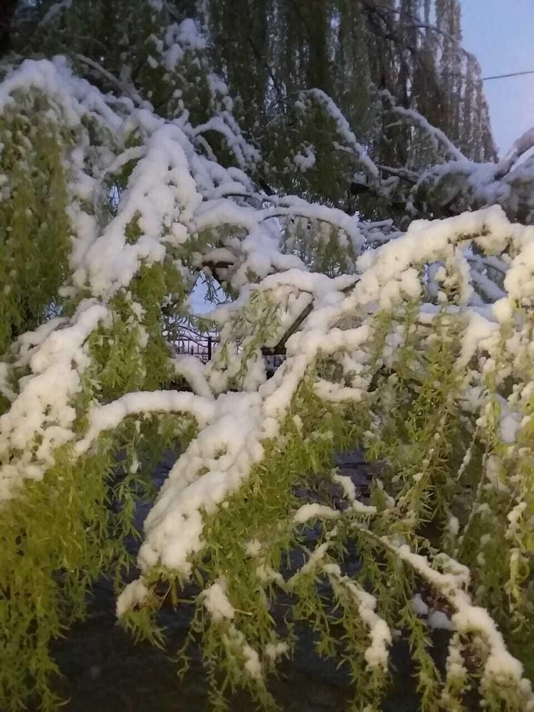 Фото Complexe Collier D'Ambre
