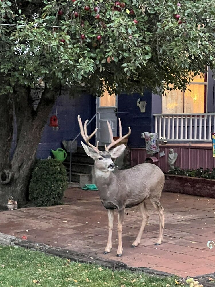 Фото The Hearts Desire B & B