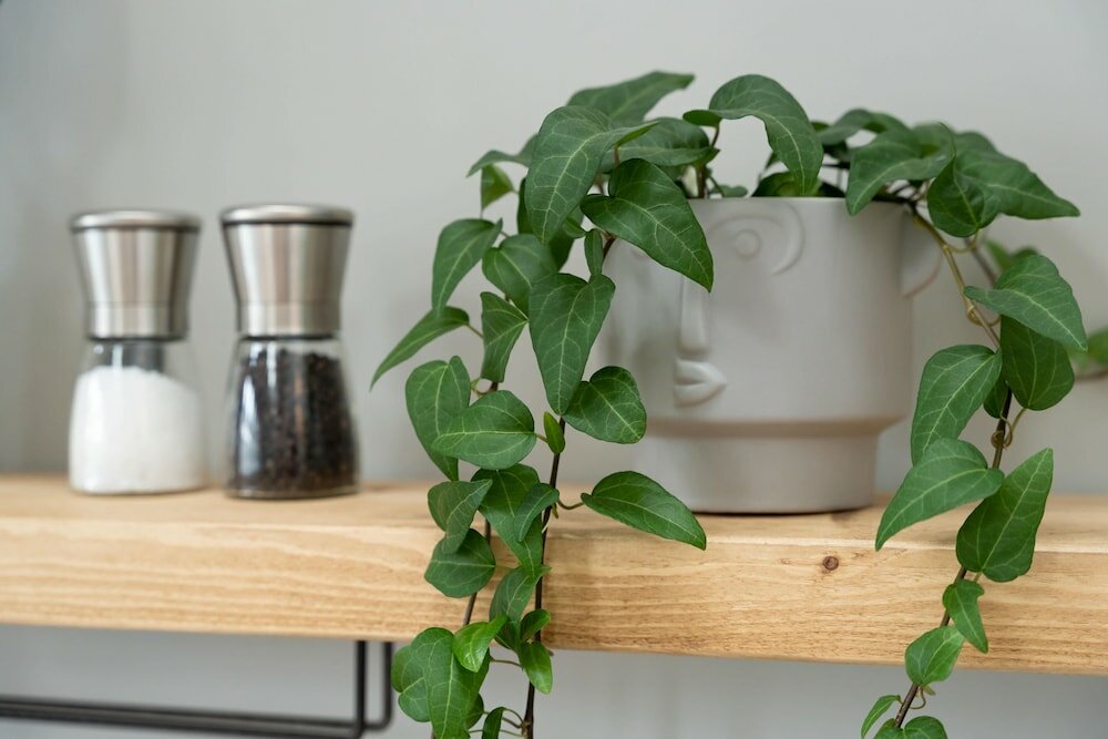 Фото High Street Town House