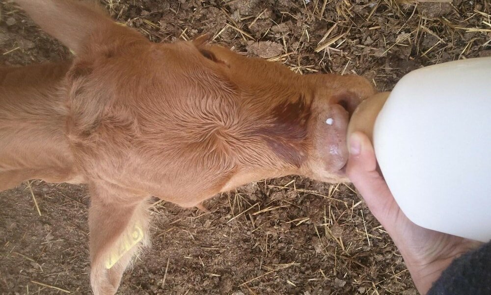 Фото Pietra Maula Agriturismo