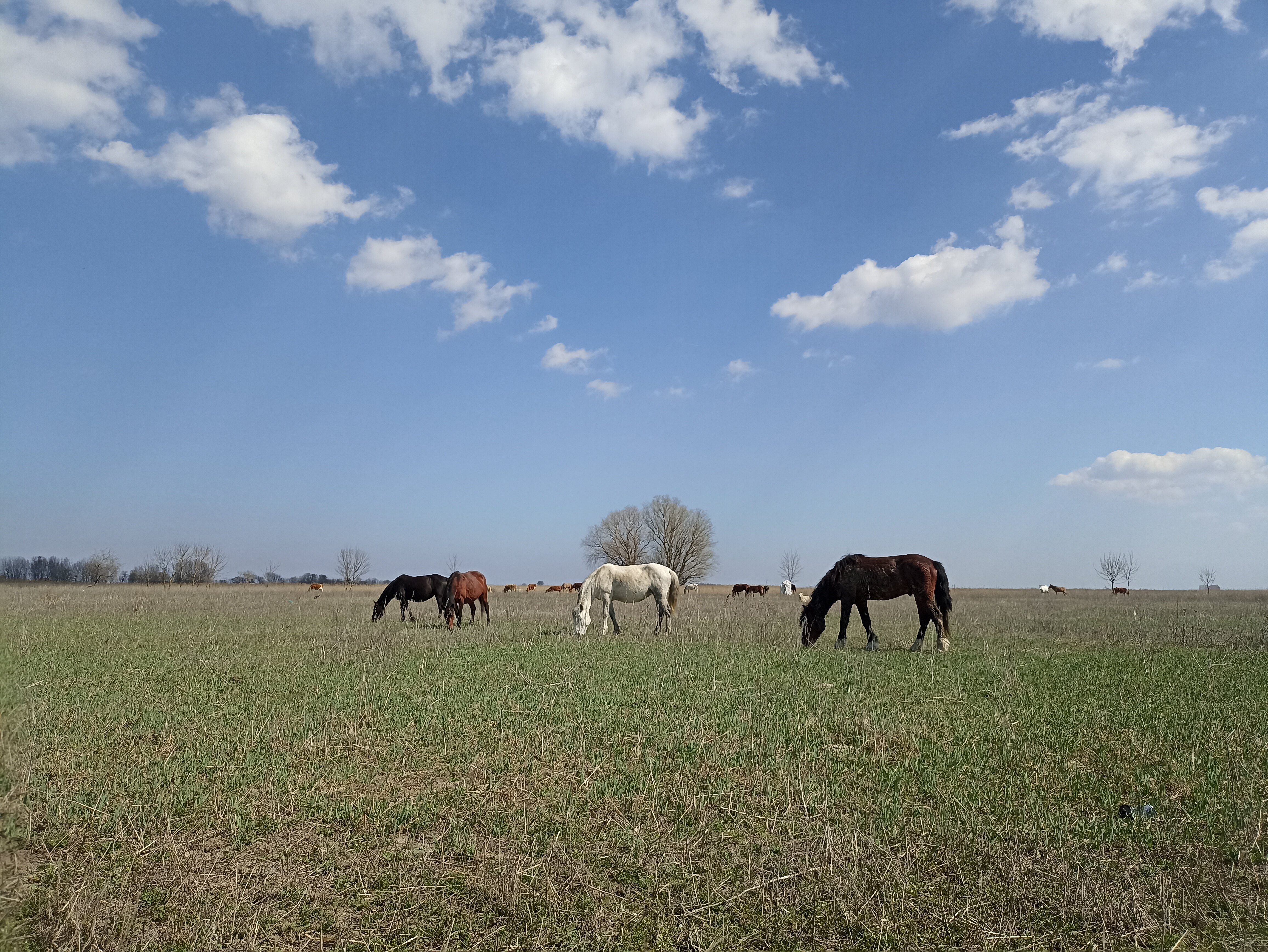 Фото Олигри Fish