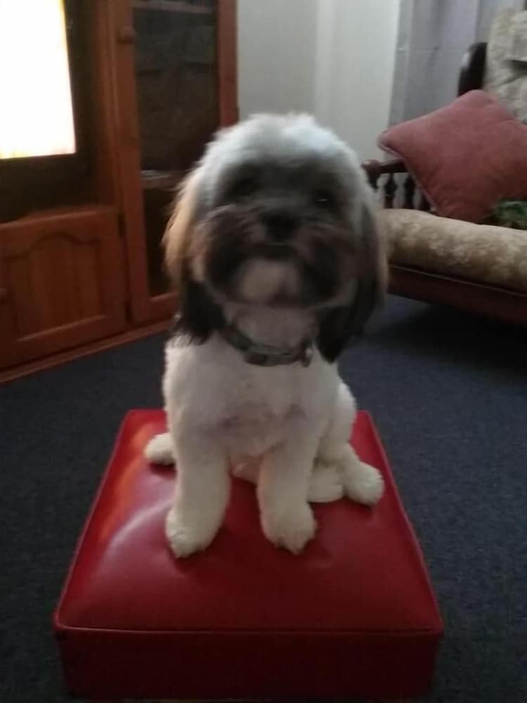 Фото Avocado Motor Inn