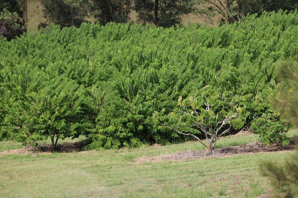 Фото Avocado Motor Inn