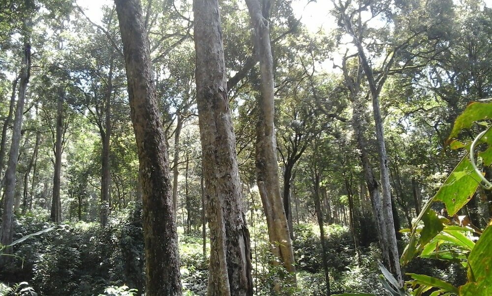 Фото Ambady Estate