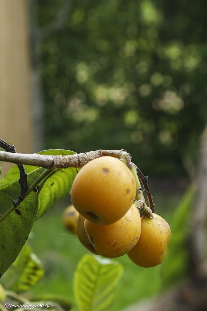 Фото Tenuta il Grifo