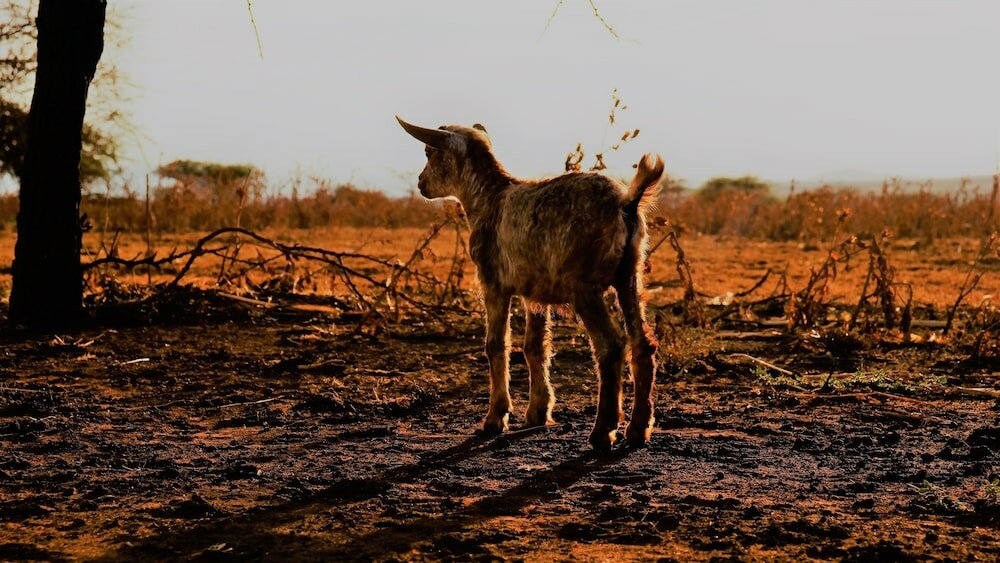 Фото Enyati Lodge