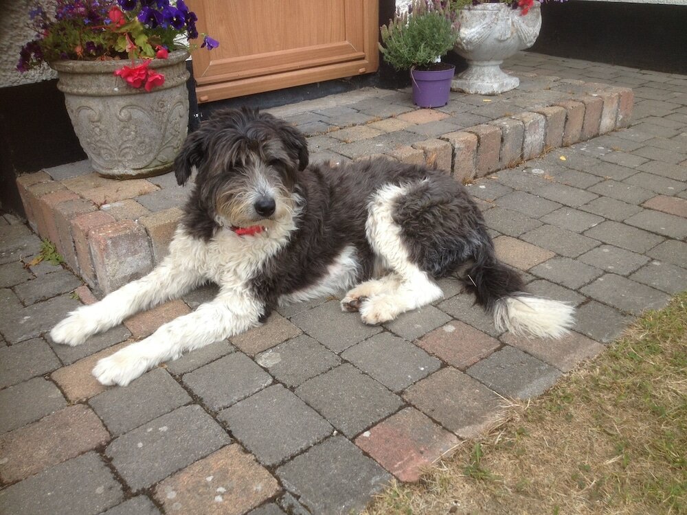 Фото Beachview Cottage