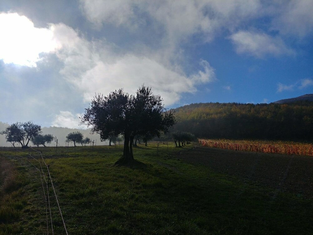 Фото Agriturismo Colle Casini Cortesi