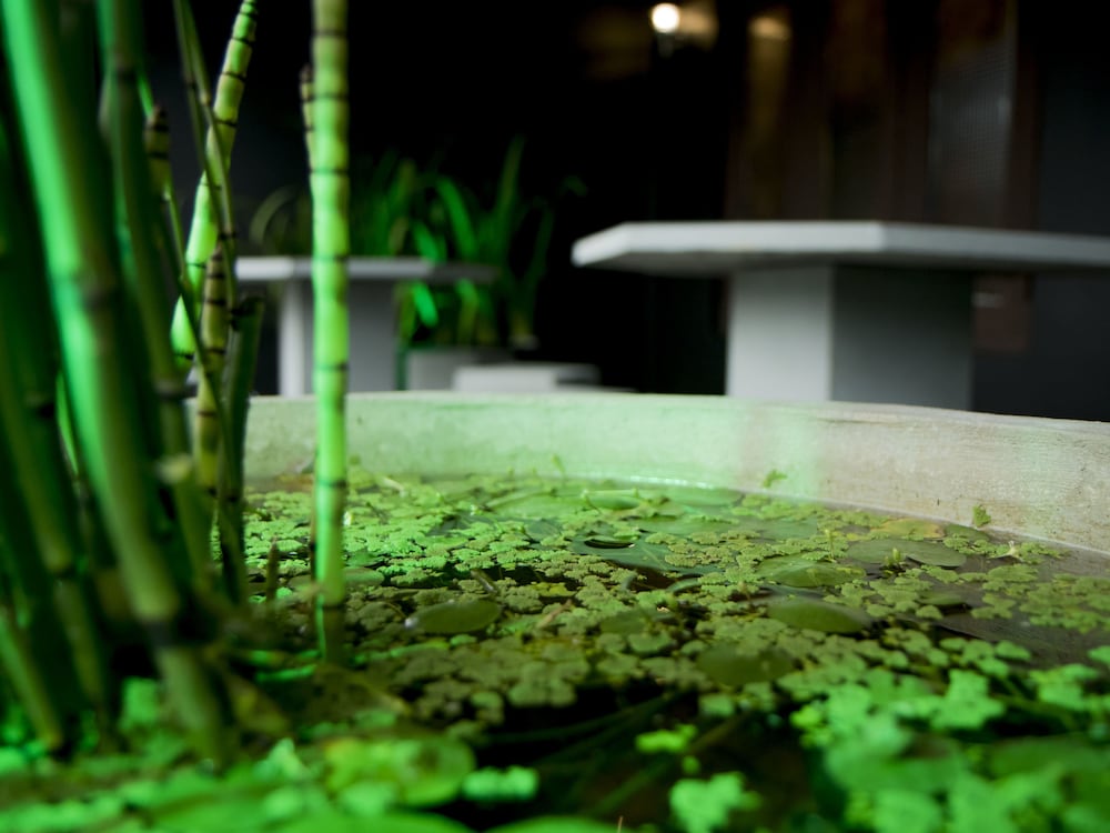 Фото The Oasis Hostel