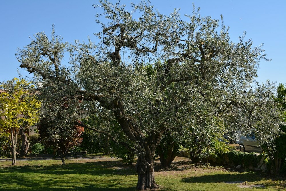 Фото Parc Hotel Casa Mia