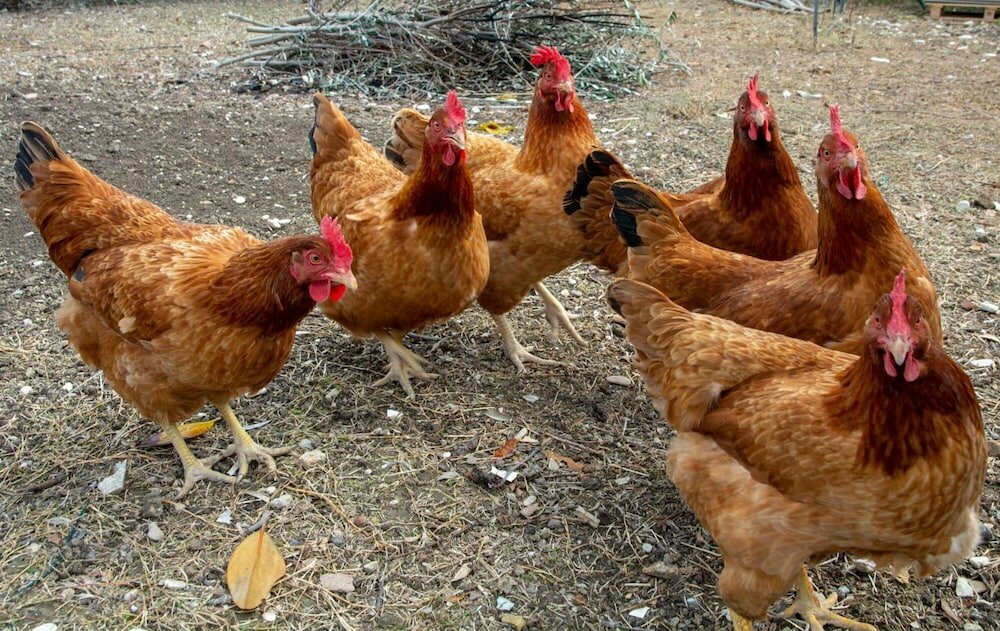 Фото B&b Sotto Le Stelle