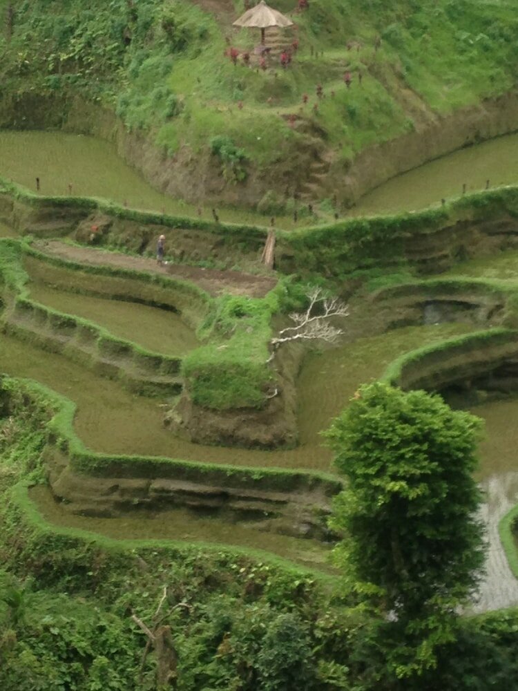 Фото Wina Ubud B&b