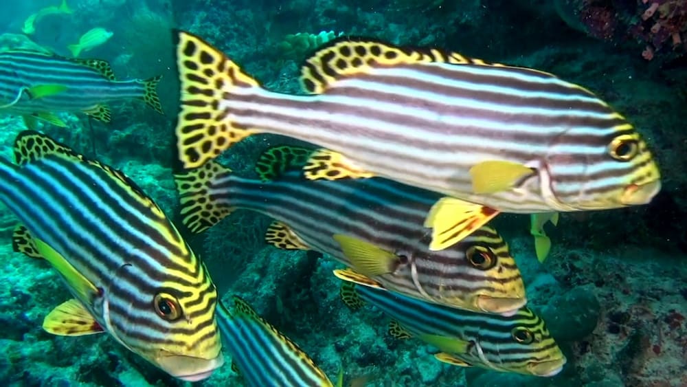 Фото South Ari Inn