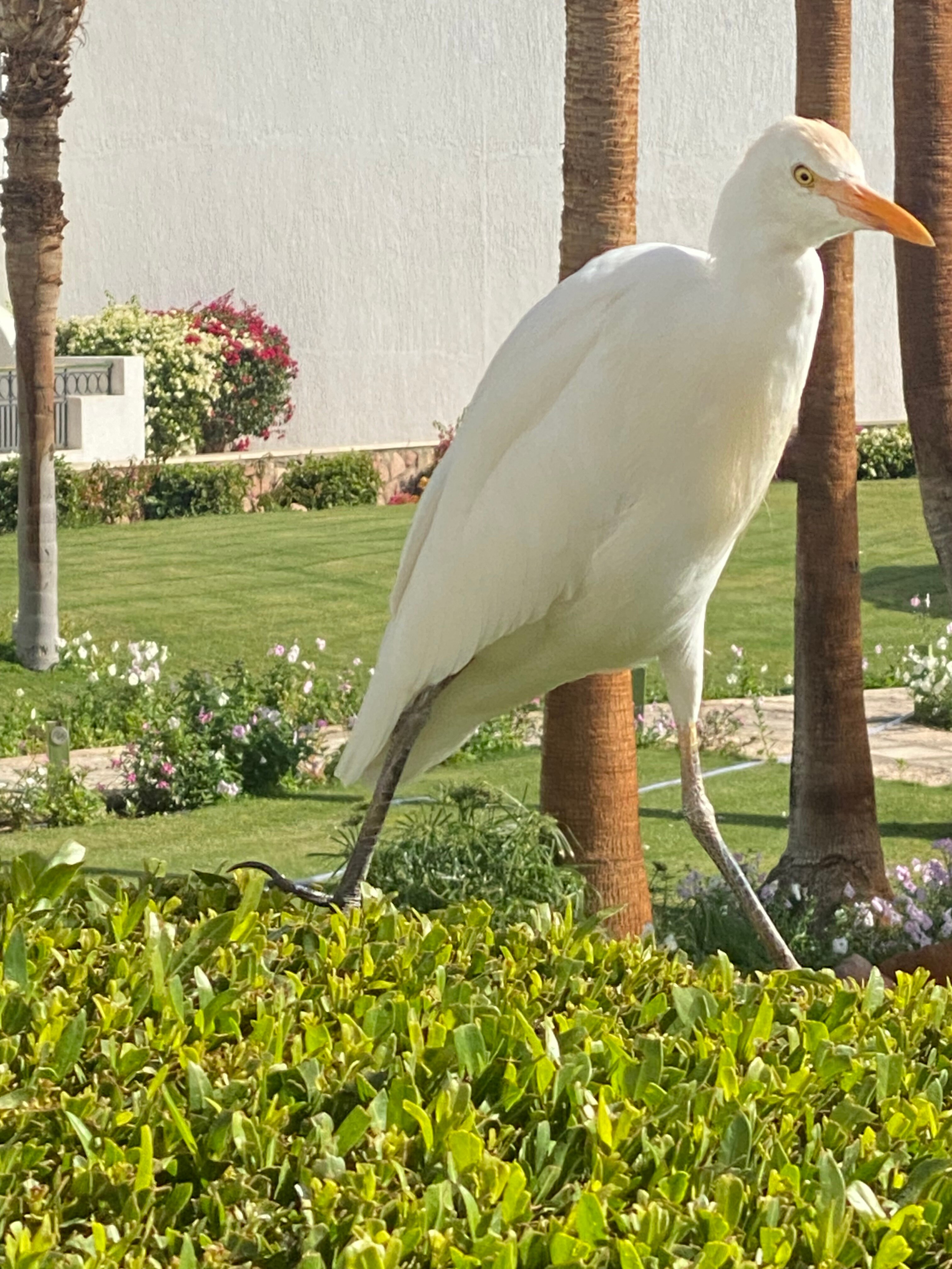 Фото Safir Sharm Waterfalls