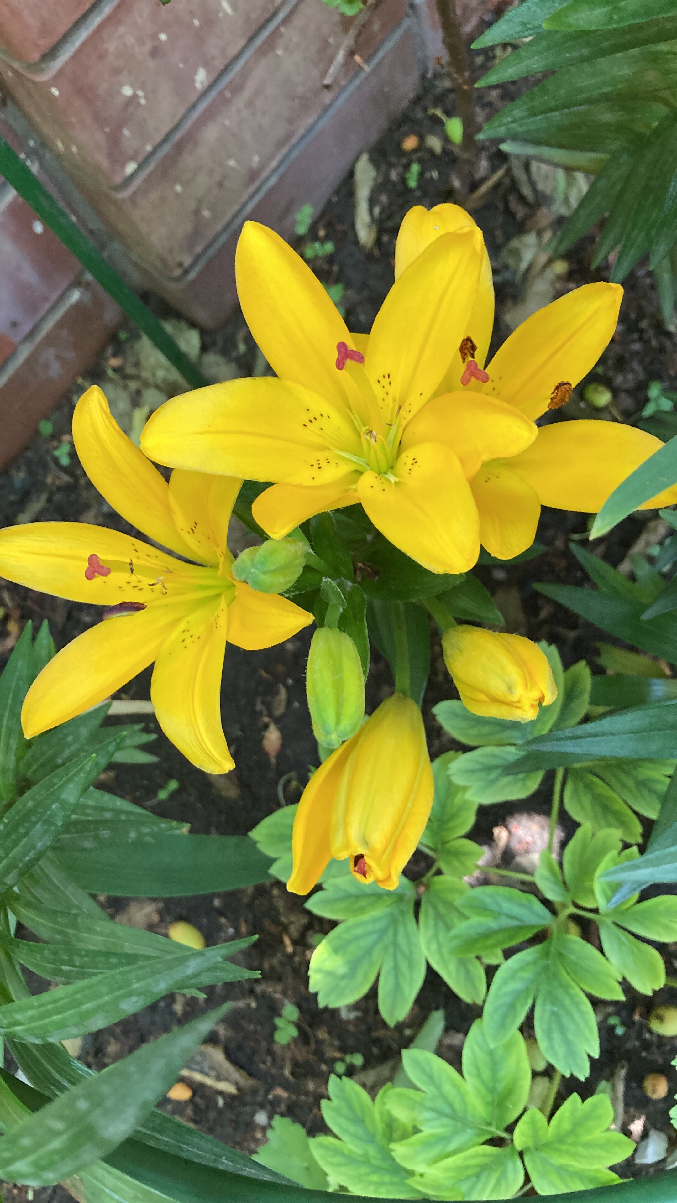 Фото Любимый дом