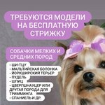 DivoLar Groom (Центральная улица, 32), pet salon