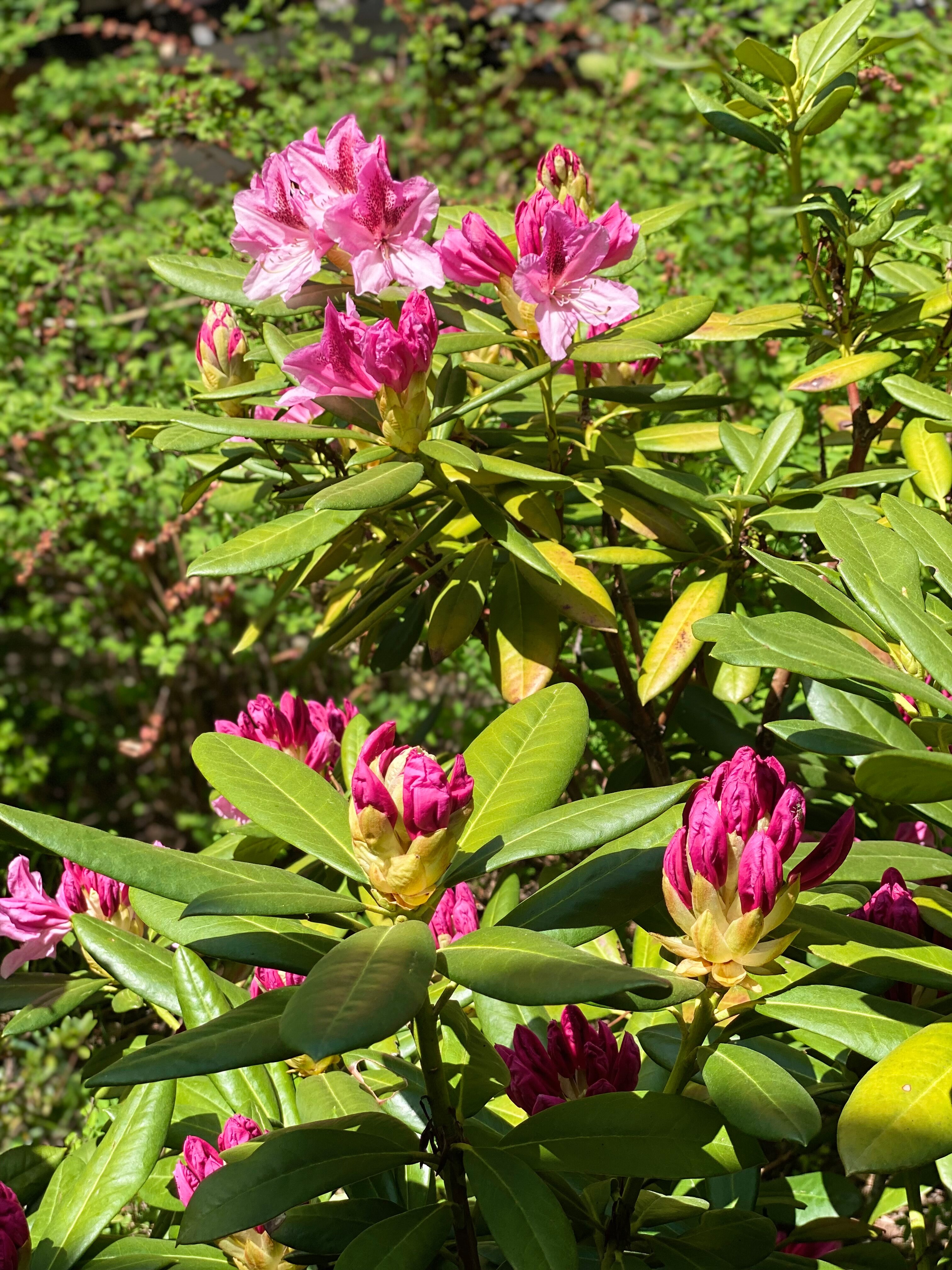 Фото Арт Отель Фиагдон