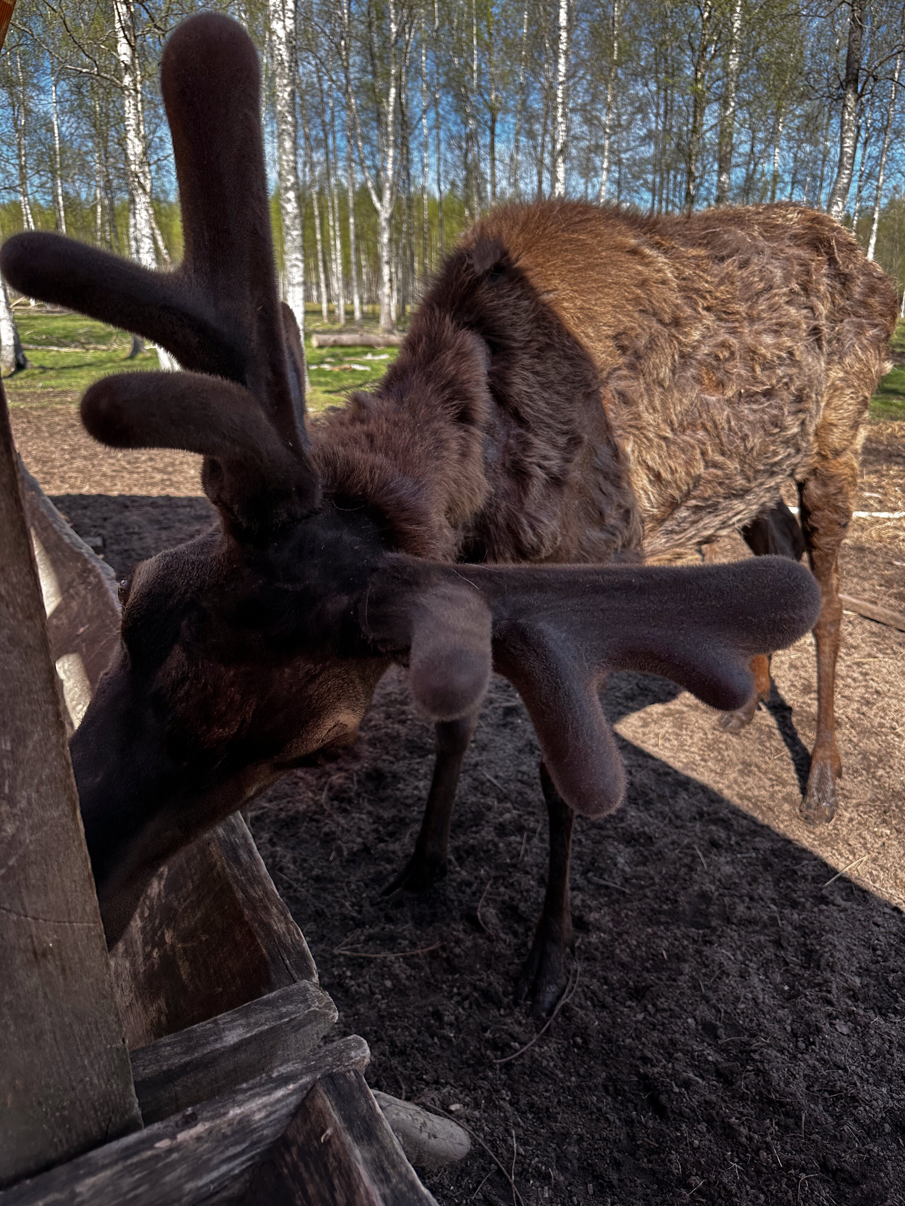 Фото Оленья ферма СудимирЪ