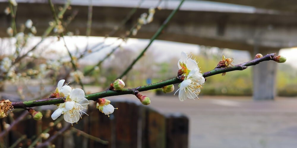 Фото Cao Ling Jiao Villa