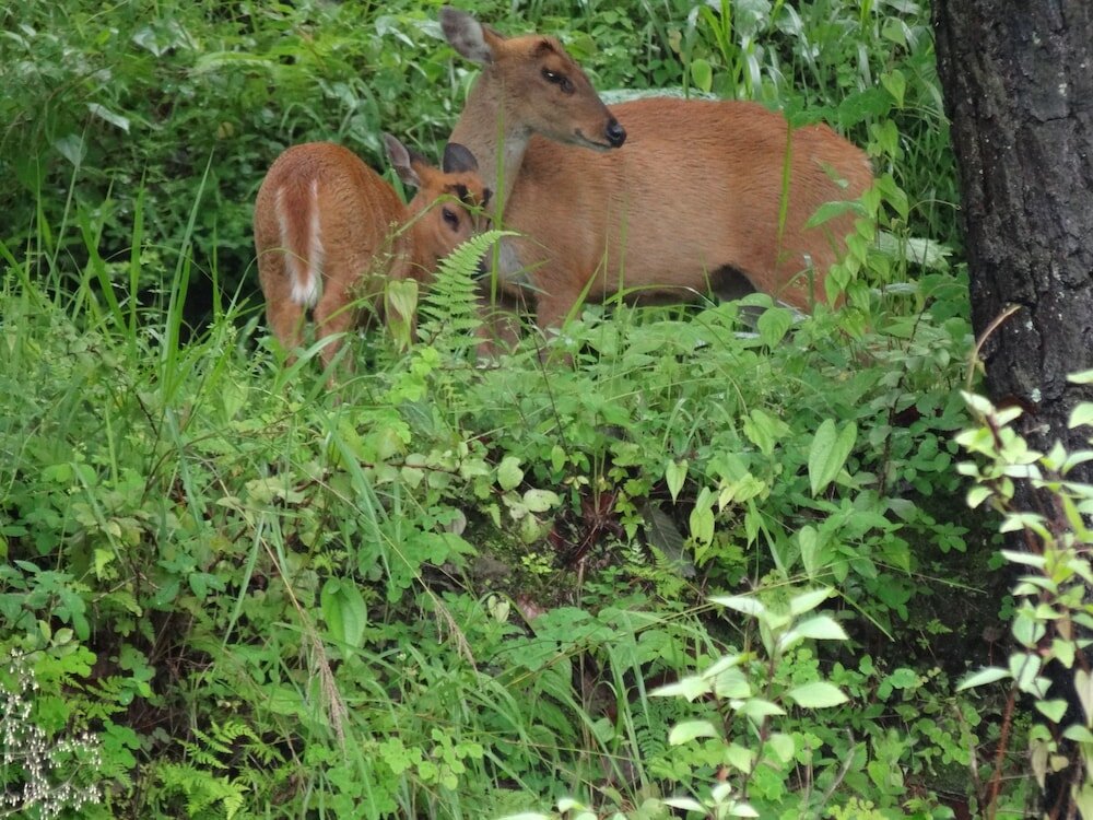 Фото Cottages at Village