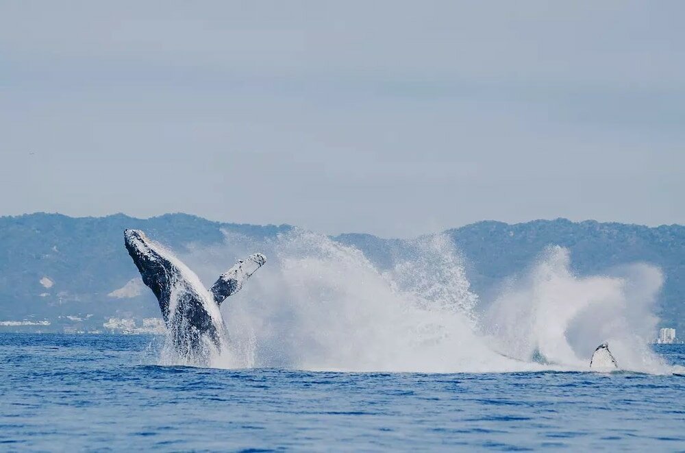 Фото Bungalows Princess