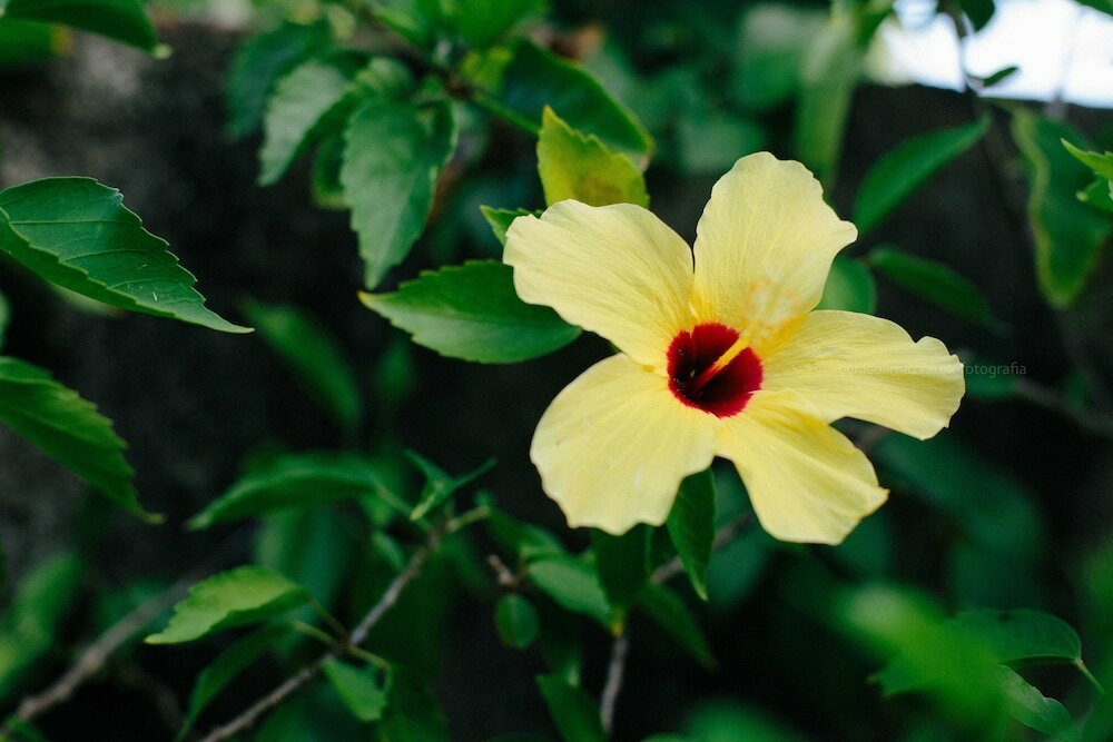 Фото Pousada Hibiscus