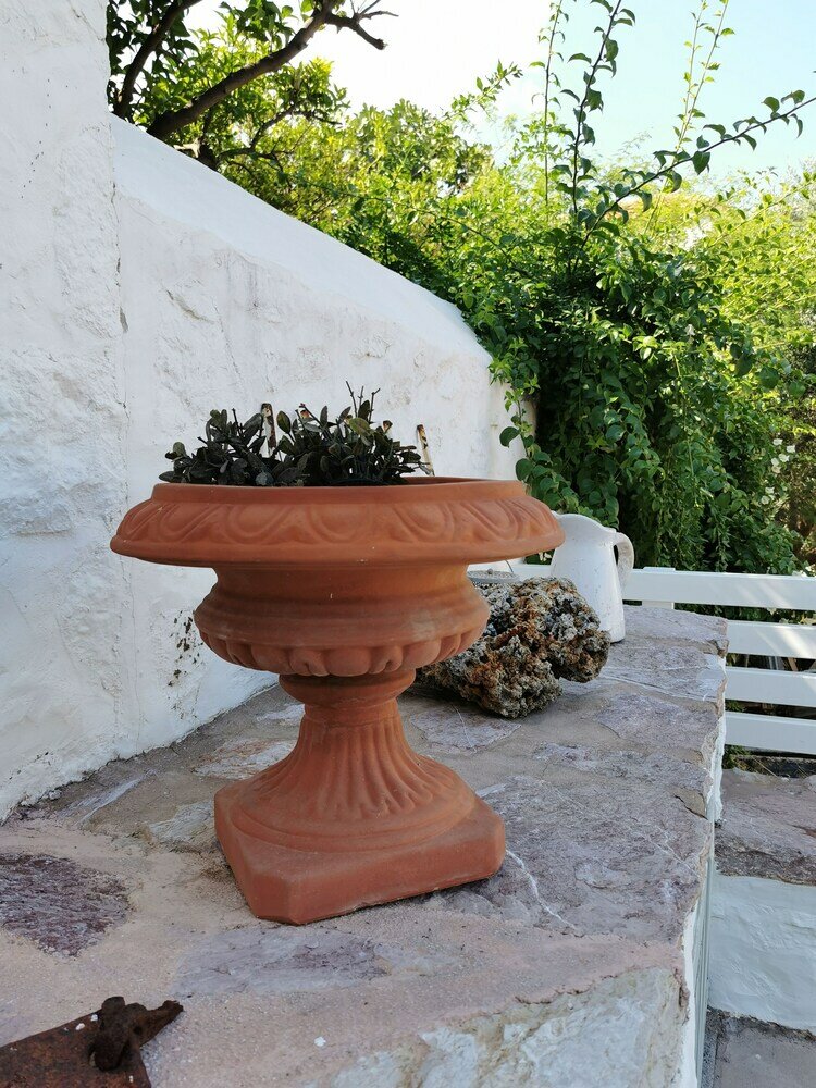 Фото Cotommatae Hydra 1810