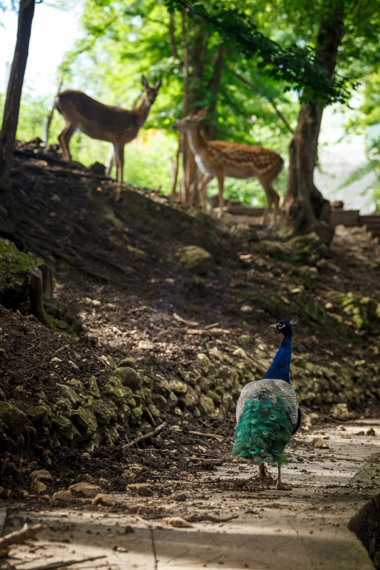 Фото Даховская Слобода