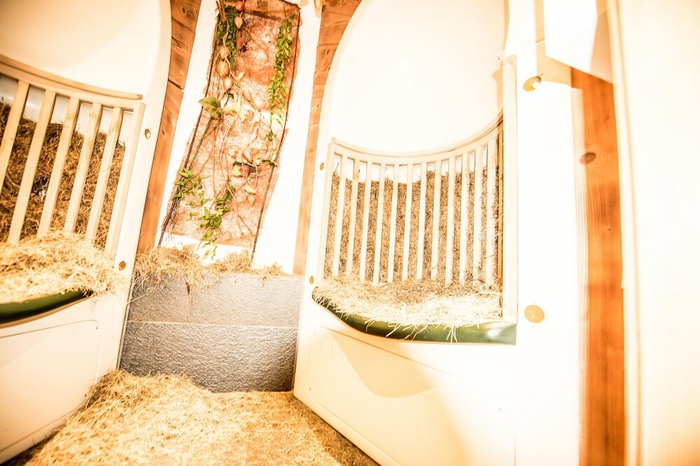 Фото Enzian Genziana