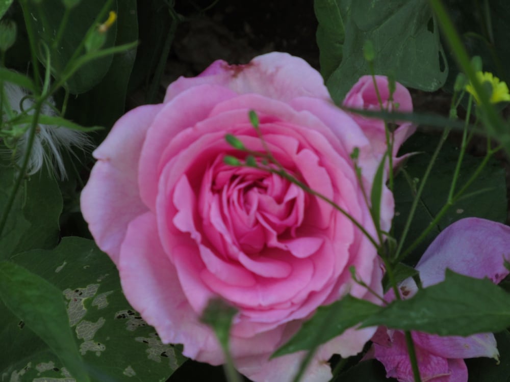 Фото The Old Vicarage