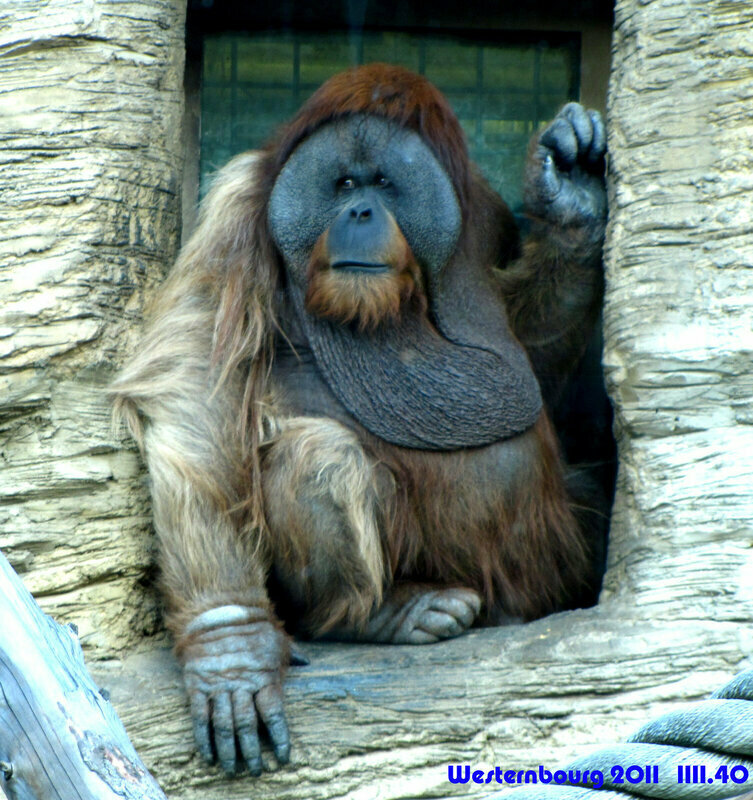 Animal cage Monkeys, Moscow, photo