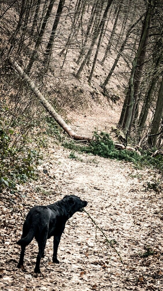 Фото The Backyard