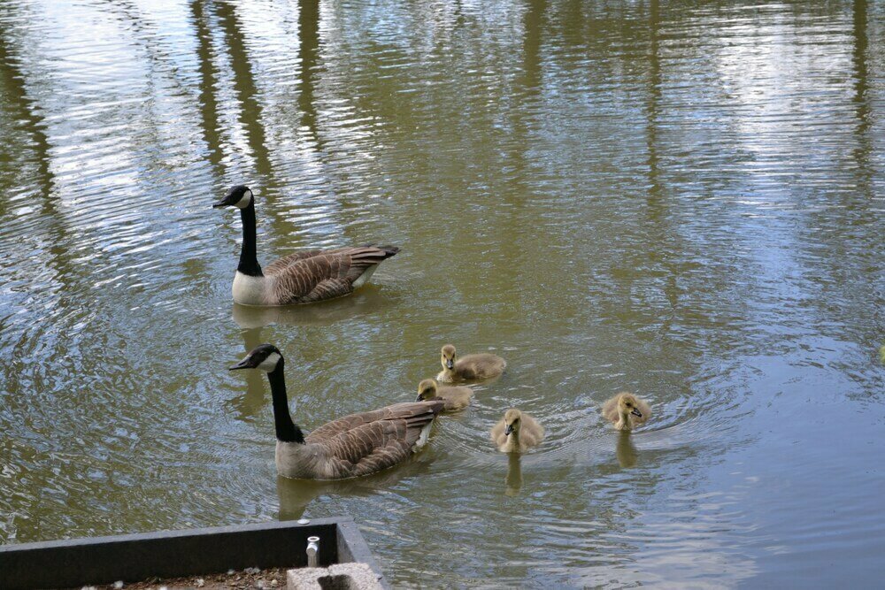 Hotel The Chiltern Lodges at Upper Farm Henton, Oxfordshire County, photo