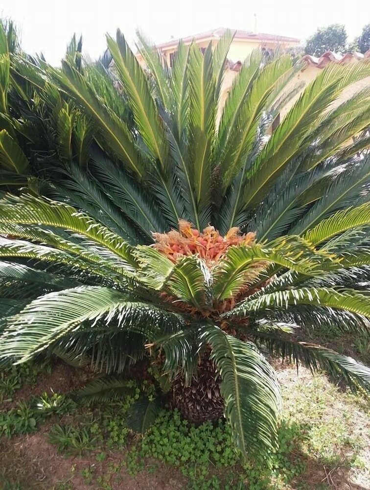 Фото Villa Marilena