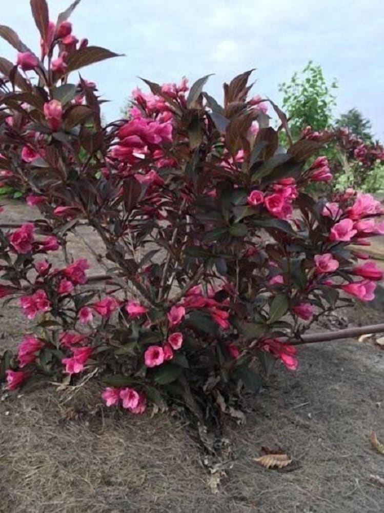 Фото B&b Le Piote