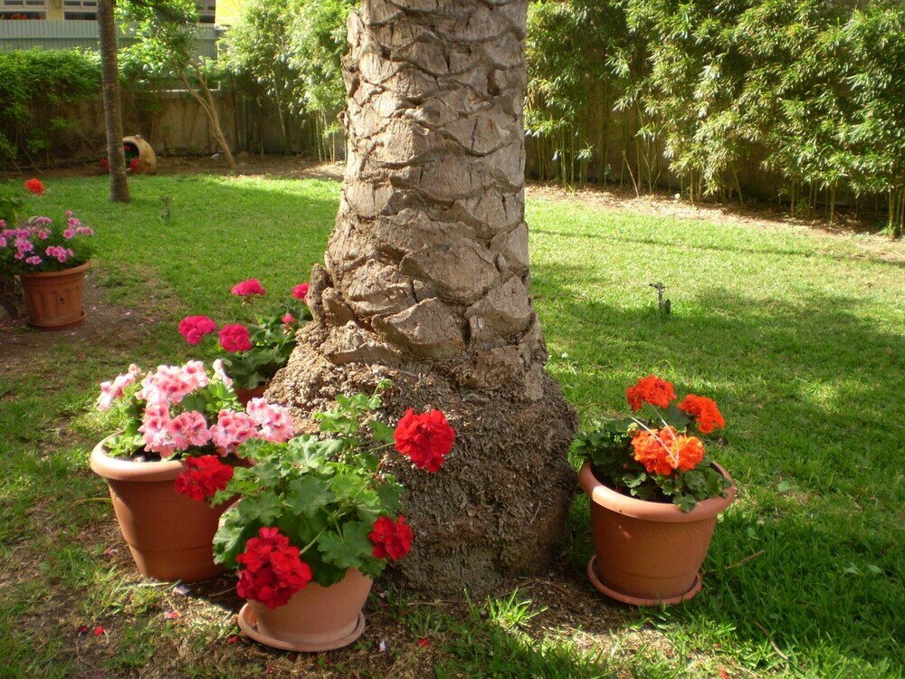 Фото Apartamentos El Oasis