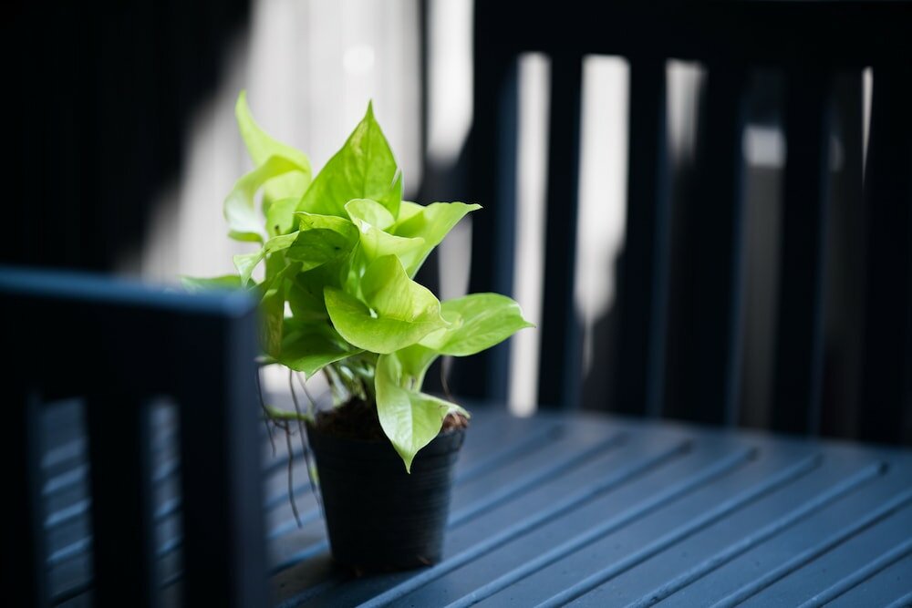 Фото Noni Tree Hostel