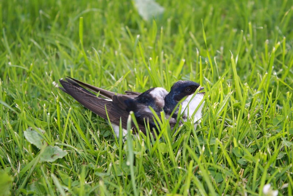 Фото Pension Treenehof