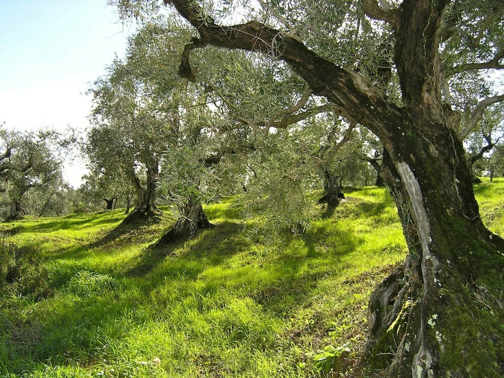 Фото Agriturismo Fattoria La Prugnola