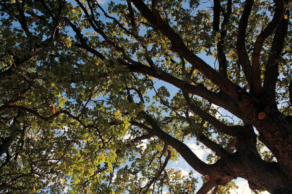 Фото Le due querce